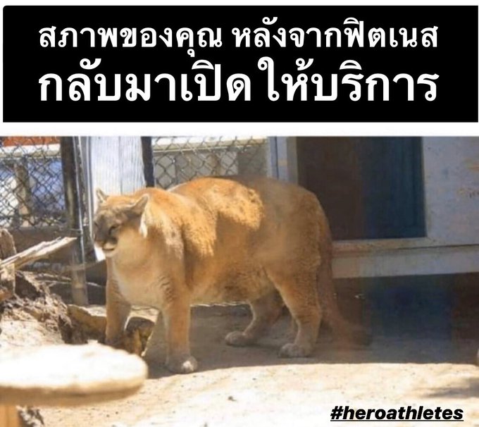 เมี้ยวว  #heroathletes #quarantine https://t.co/fknMCJrJ7S<a href="/tag/heroathletes"class="tags">#heroathletes</a><a href="/tag/quarantine"class="tags">#quarantine</a>