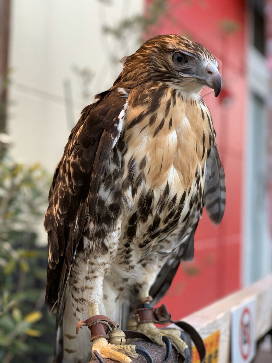 ふくろうカフェ楽園 公式 昨日はベンガルワシミミズクのヒメちゃんとレッドテールホークのサスケくんがまた遊びに来てくれました 二羽とも逞ましく成長してます ふくろうカフェ楽園 フクロウカフェ楽園 ふくろうカフェ アニマルカフェ ベンガル