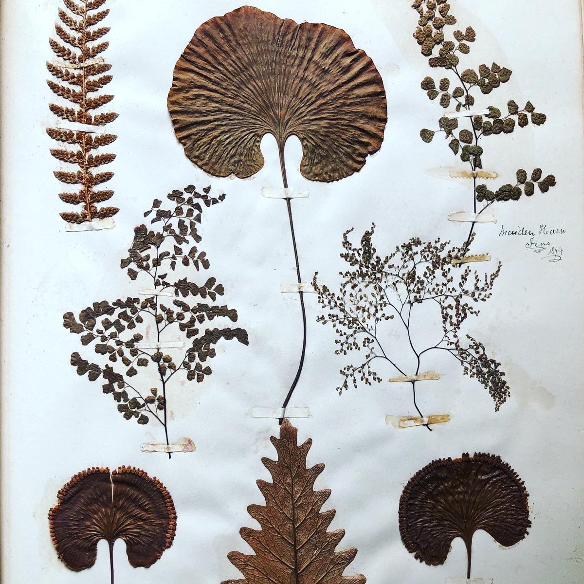 Back in the 1870’s before we had mobile phones with cameras, holiday mementos included pressing plant leaves and flowers. I’ve been gifted the most beautiful scrap book filled with pressed and mounted ferns, bryophytes and maple leaves.#ScrapBook #herbarium #PressedLeaves #Ferns