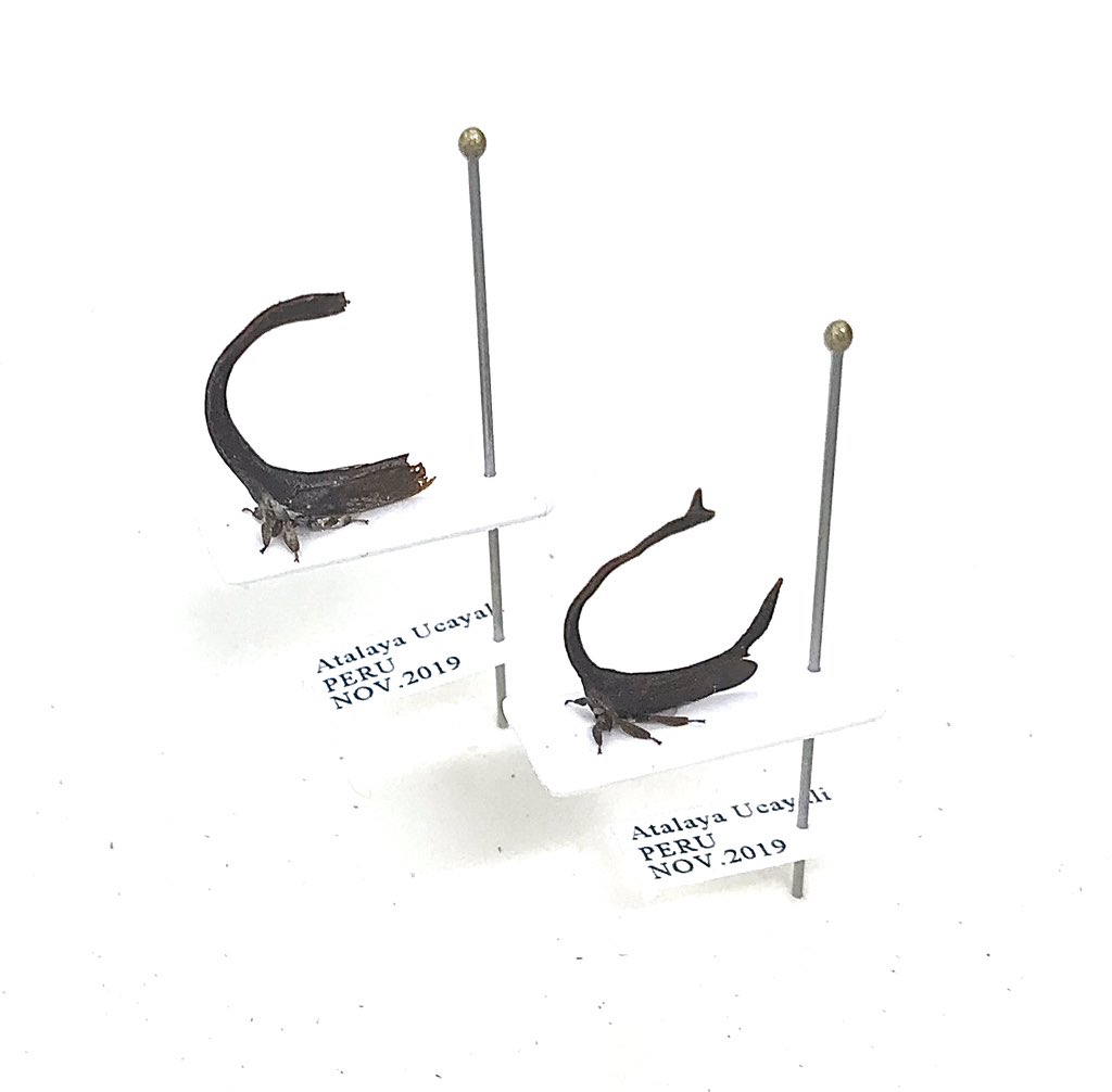 むし社 新着標本 ペルー産ツノゼミが入荷 久しぶりにまとまった数を店頭に並べることが出来ました ツノゼミ ありえない虫 丸山宗利 著 標本と一緒にこちらの本を購入すれば よりツノゼミを楽しむ事ができますよ T Co Wcglzecuxp