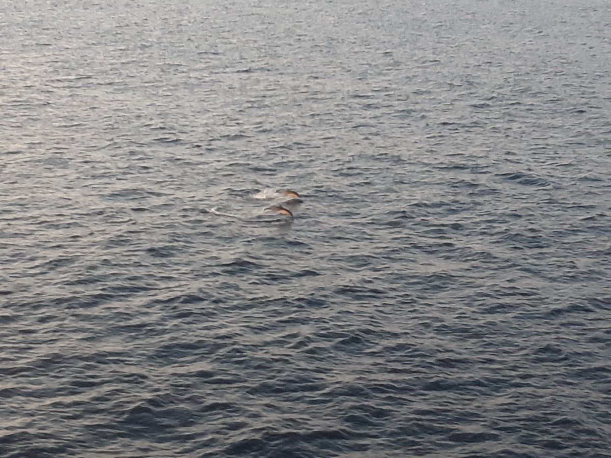 Dolphins while coming in to dock at Ensenada!