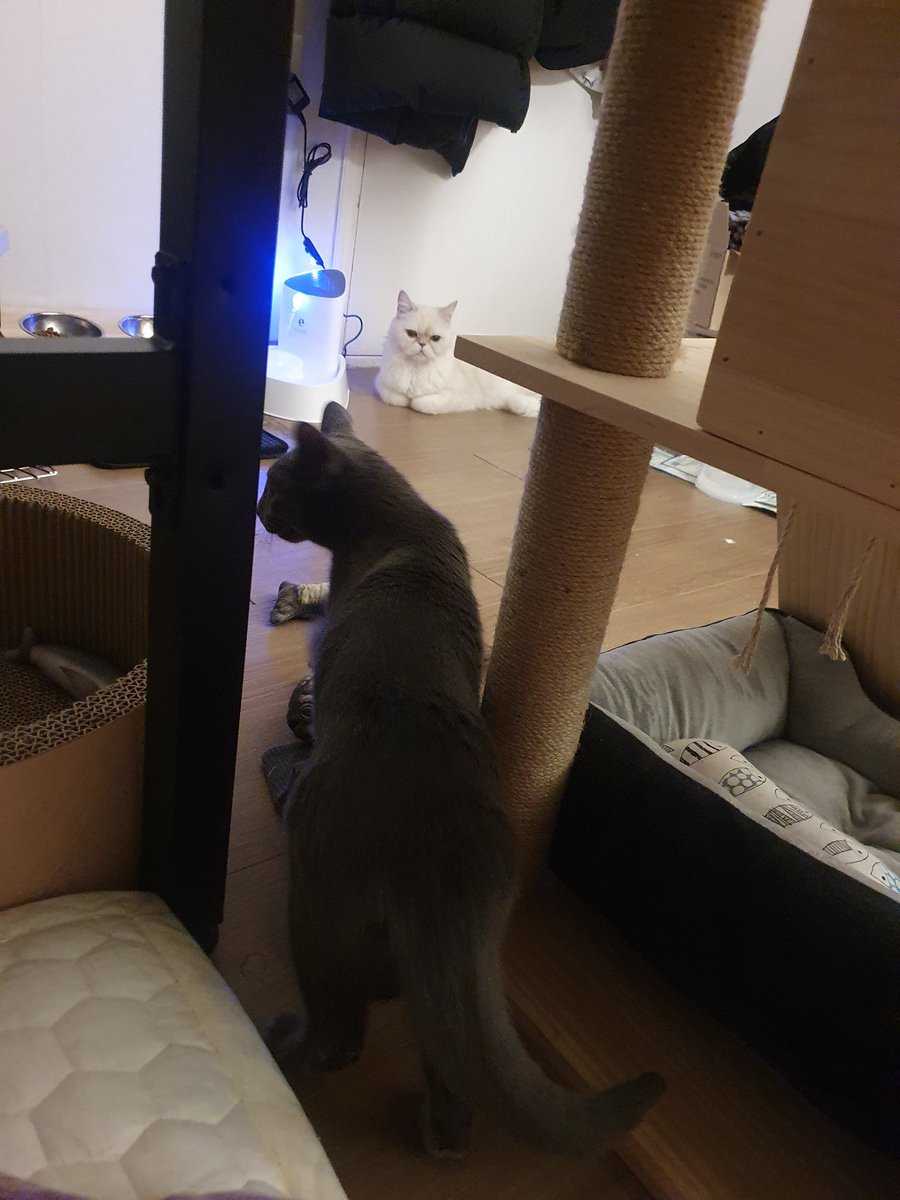 먼지동생이 하악질하니까 따숩은 쿠션에서 벗어나서 방구석으로 피해주는 모찌ㅜㅜ
먼지야 모찌오빠랑 친하게 지내줘