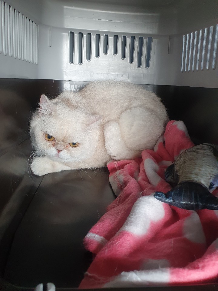 보호소에서 데려온 우리 애기 모찌
애기라고 부르기엔 다소크지만
아픈손가락이 될것같은 애기다
경계심이 너무 심해서 츄르도 거부하던아이가
아직은 구석에 숨어있지만 부르면 나와준다
잘지내자 모찌야 사랑해

#보호소입양 #모찌