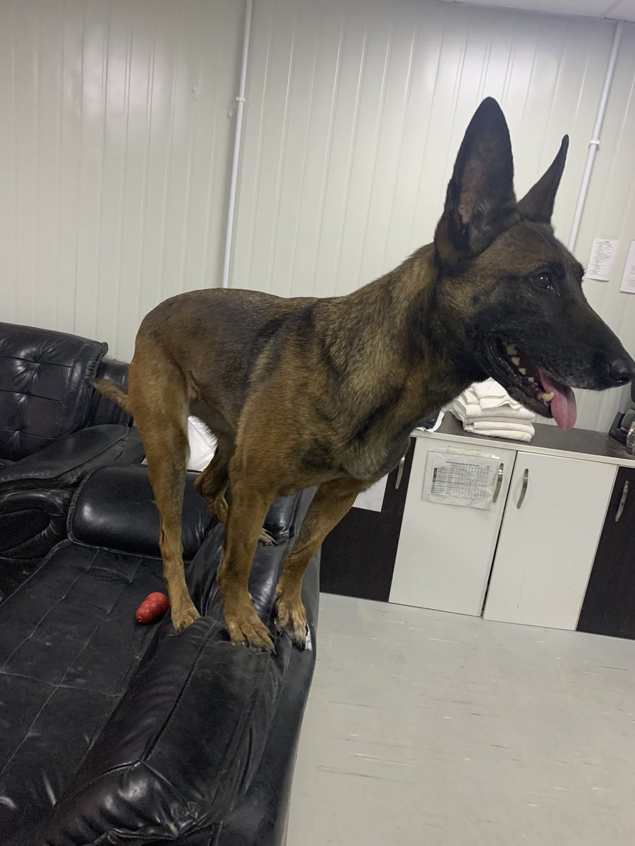 K9_Thompson's tweet photo. I fit...I sit! A little place training during this deployment. MWD FFrida building confidence everyday! #Malinois #MWD #K9 #MilitaryK9 #TeamFFrida #FFrida #Puppyprogram https://t.co/LNw8HBJd4L