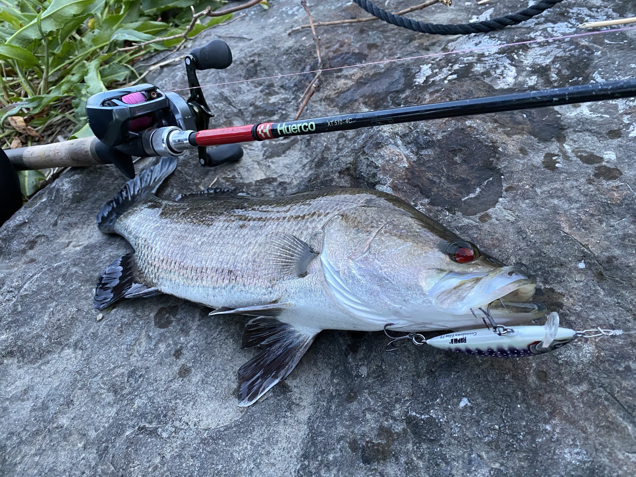 リョウスケサンタマリア 日本三代怪魚のアカメを釣れる日が来るとわ 3キャッチ サイズとかどおでもええ カッコよすぎる 週末弾丸高知ええやんかぁ Huercojp Xt510 4c アカメ カウントダウンエリート ローリングベイト ええやんかぁ