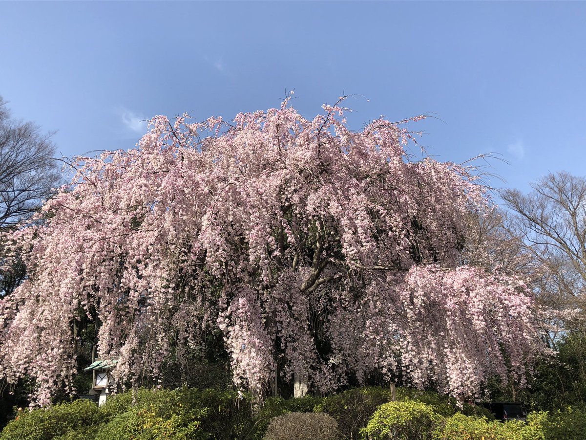 f_goshuin's tweet photo. 昨日は、毎年さくらの季節に伺う櫻木神社に参拝してきました🌸
今年も素敵な限定御朱印をいただいてきました✨
コロナの影響で例年のような賑わいは無かったです。。。早く収束しますように🙏 https://t.co/4zSUtSDREB