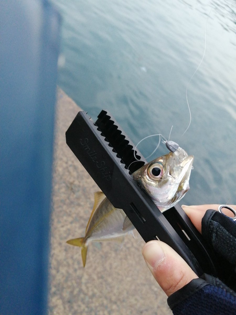 サイクリングangler2 今日は室見川の爺さんたち四人で糸島鯵釣り楽しかった二人の爺さんたちはサビキ俺とある爺さんはアジング鯵はデイのほうが釣れてますねキメラで初めて釣れた嬉しいプランクトンのブラックチェリーでも釣れた四人で250匹 サーティー サイクリングangler2 今日は室見川の爺さんたち四人で糸島鯵釣り楽しかった二人の爺さんたちはサビキ俺とある爺さんはアジング鯵はデイのほうが釣れてますねキメラで初めて釣れた嬉しいプランクトンのブラックチェリーでも釣れた四人で250匹 サーティー