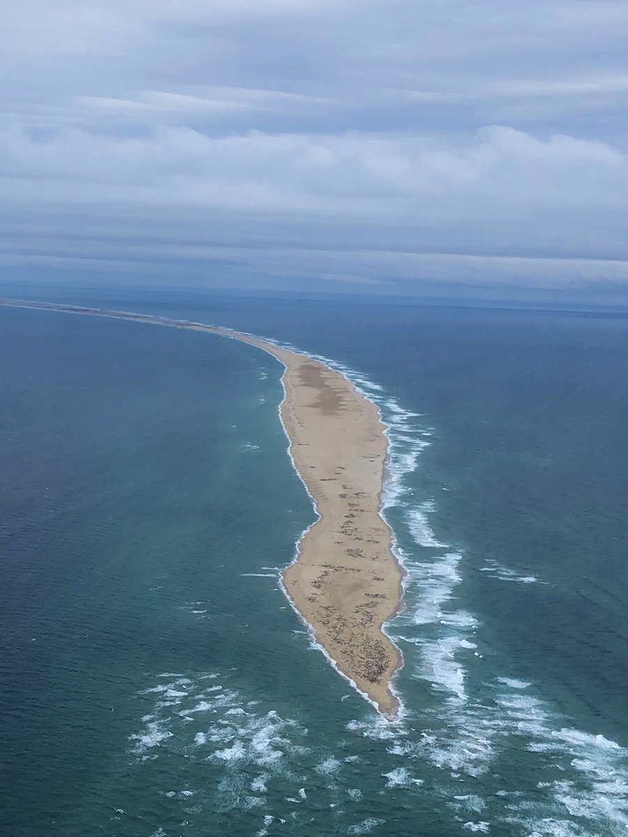 尾花貴絵 日本のメディア初取材 40万頭ものアザラシが集結する島 セーブル島 へ 島の成り立ちや この島にいる生き物たちの生態はとても興味深いものでした ふしぎ発見 カナダ オフショット