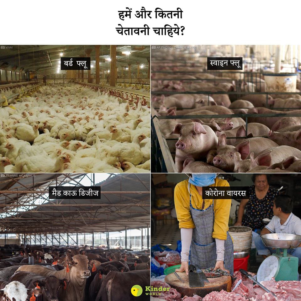 Not only animals but also people are dying because of the choices you make.

Please understand that animals were never meant to be eaten.
These are repeated signs from Nature.
#GoVegan

#meatkillseveryone
#preventpandemics
#CoronaVirusUpdate