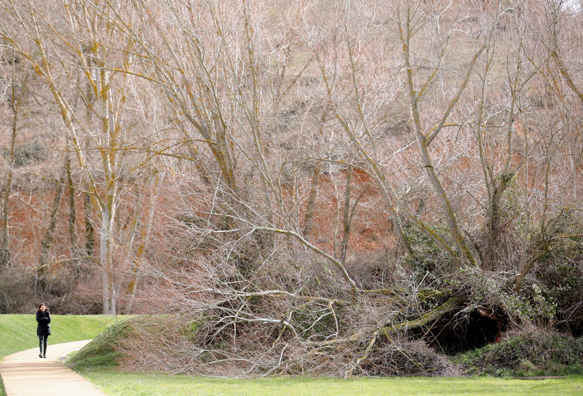 Las Salix alba de un siglo de vida, que conviven en los prados con quienes nos visitáis, nos recuerdan, junto con <a href="/CarmenAcedo/">Carmen Acedo</a>  de <a href="/unileon/">Universidad de León</a> , que 1/4 de los principios activos farmacológicos provienen todavía hoy de los #bosques.

+👉instagram.com/p/B-BwlHxAkHH/

#Interdependencia