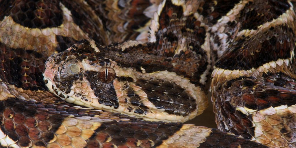 TalkingStickGl's tweet image. Much of the puff adder's life is spent in camouflage mode, as an ambush hunter they coil up into a striking position and await their prey 👀🐍
.
.
#zimbabwe #zimbabwetravel #puffadder #africananimals #zimbabwesafari #africasafari #snake #zimbabwewildlife #africawildlife