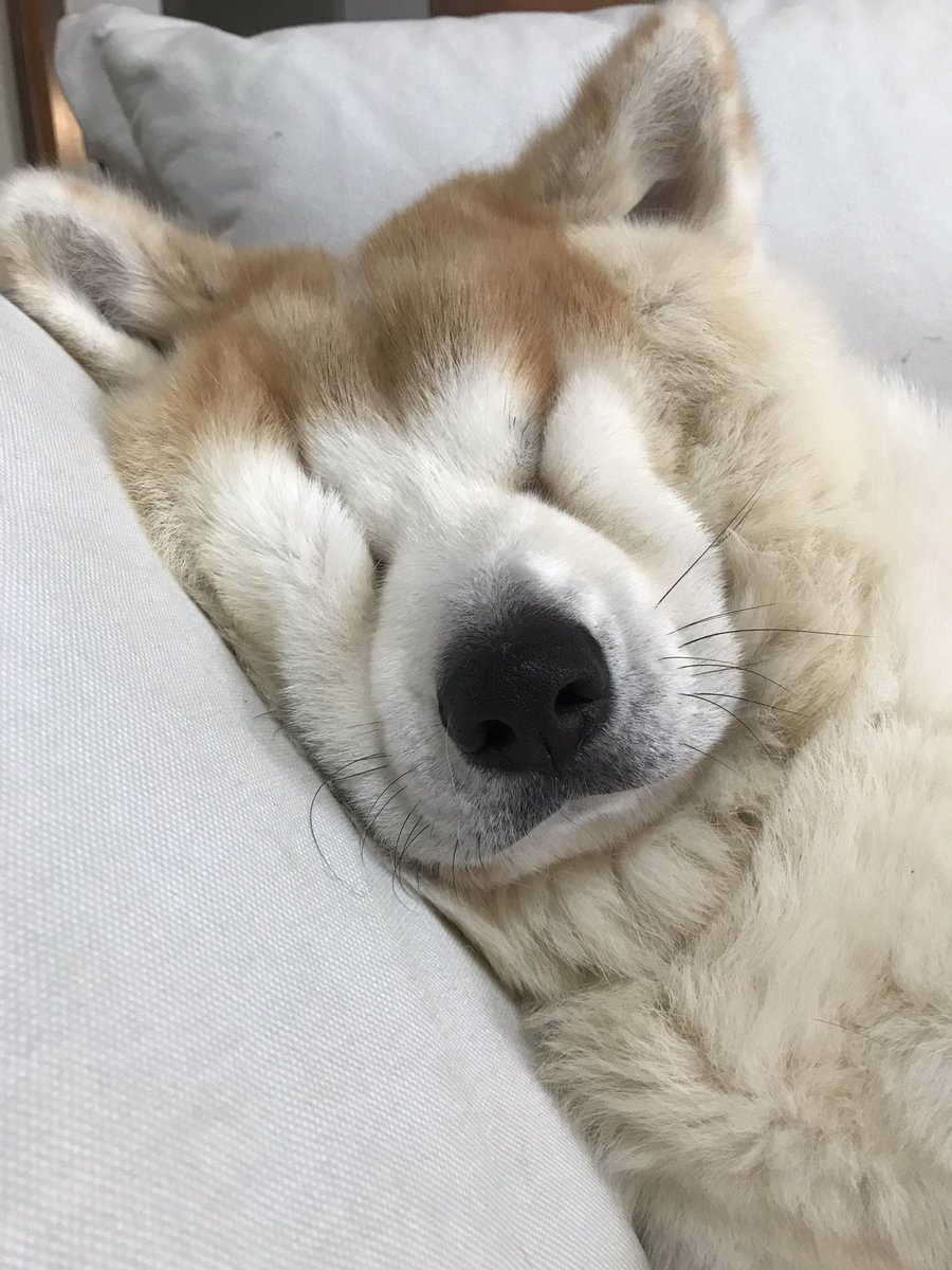 なんでこんなことにw寝顔がぎゅーっとなった秋田犬をご覧ください 話題の画像プラス