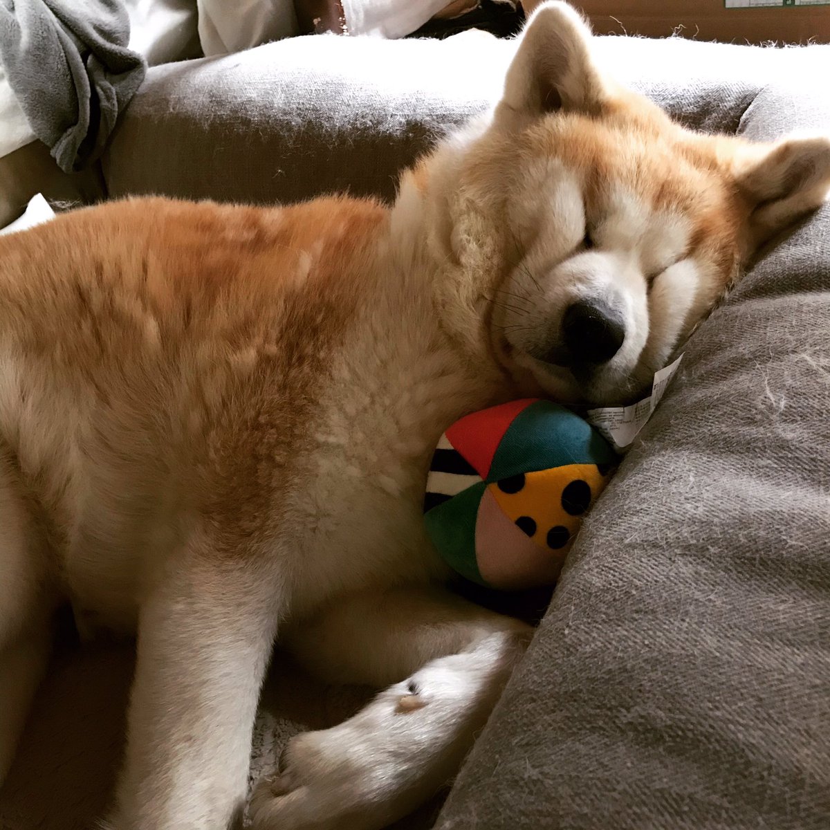 柴犬 秋田犬 はちモナじんくんとポン吉 じんの寝顔いつもこんな顔になってる 秋田犬 あきたいぬ 犬の寝顔