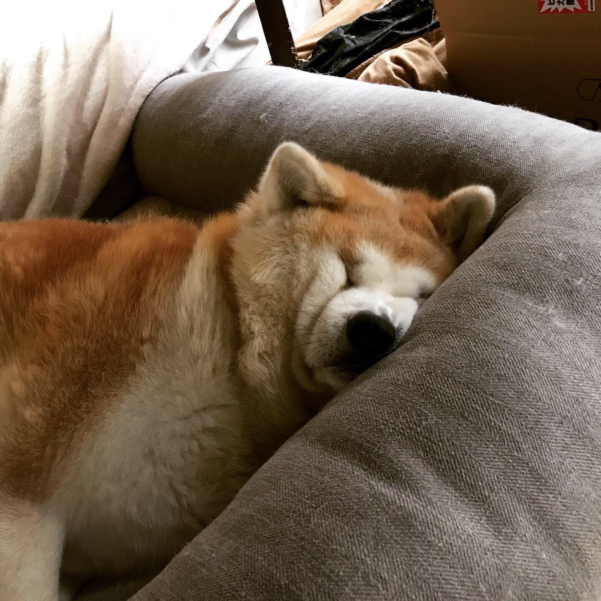 寝ると ᾥ こういう顔になってしまう秋田犬が発見される 最高にもみくちゃ つぶれたあんぱん Togetter