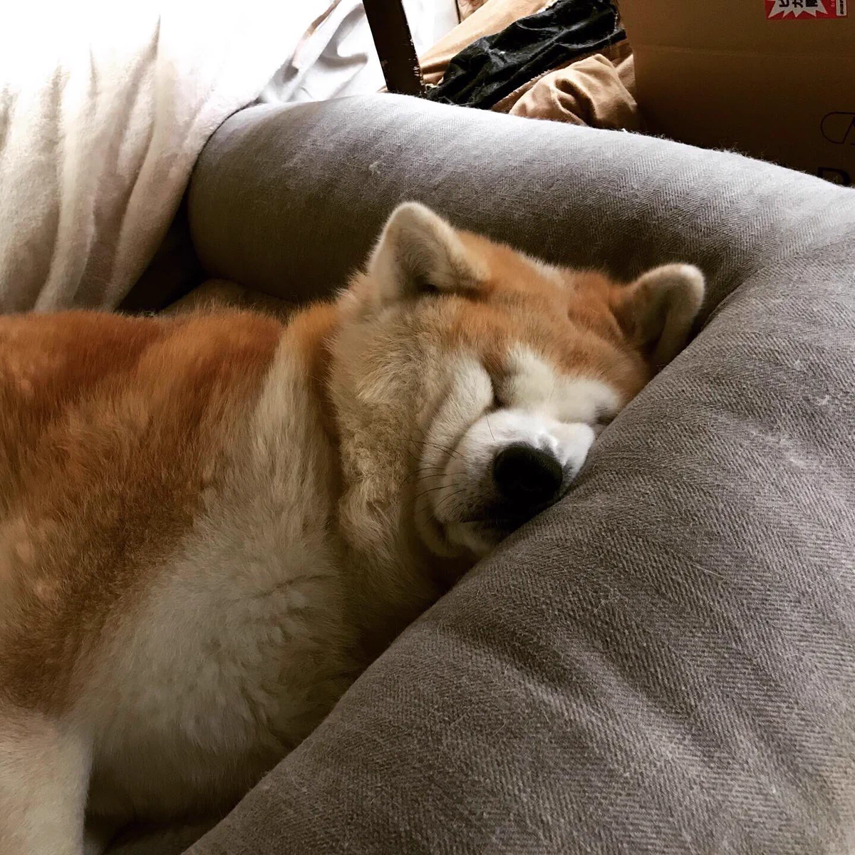 なんでこんなことにw寝顔がぎゅーっとなった秋田犬をご覧ください。