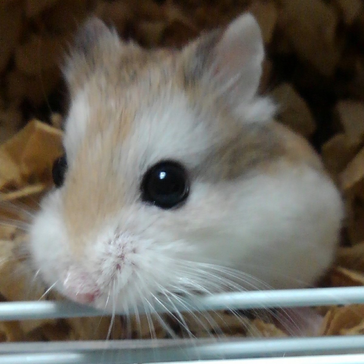 michi-co tweet media