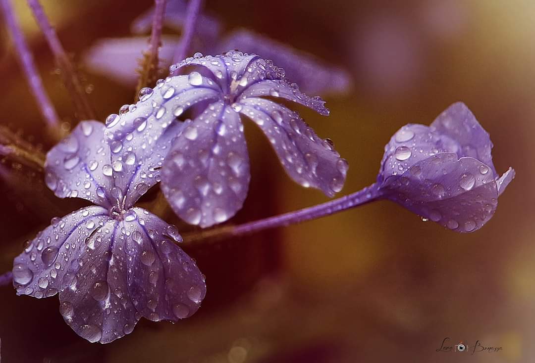 지금 가지고 
있는것을.

감사하고
누리지 못 하고

행복해 하지 않는다면

그건
사치 입니다.