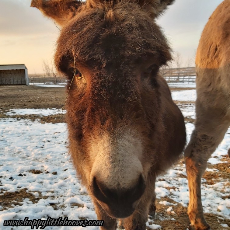 HoovesHappy's tweet photo. Puddin' looks into your soul and demands carrots. #happylittlehooves #chocolatepuddin #donkey #donkeys #longears #sillydonkey #irresistiblefaces #carrotfaces https://t.co/xZycLKcH8G