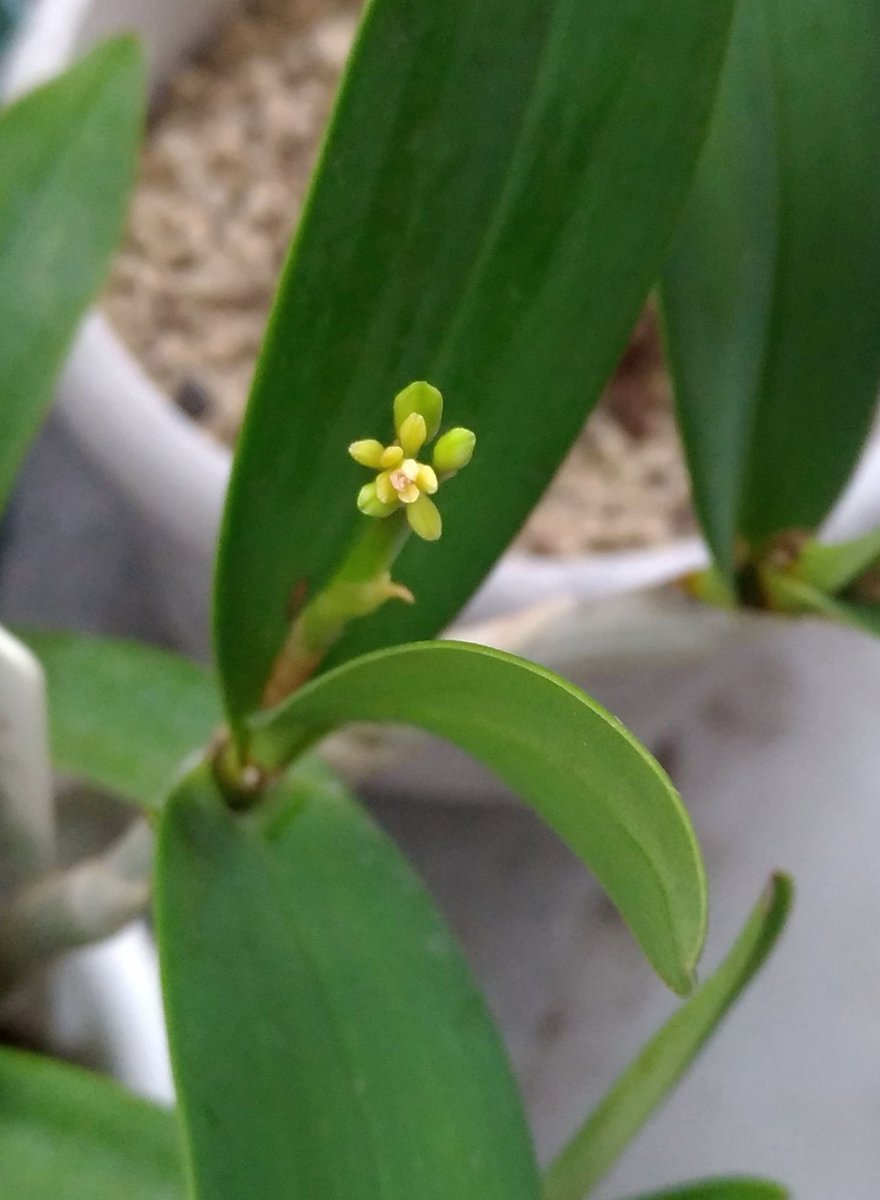 ট ইট র こころんグリーン ギンギアナムの花芽が伸びてきました ずっと咲いていなかった株に 久しぶりに花芽が付きました しっかり咲いて欲しいです ギンギアナム 花芽 デンドロビウム 春 春の花 園芸品種 園芸 ガーデニング 熊本市南区 熊本市