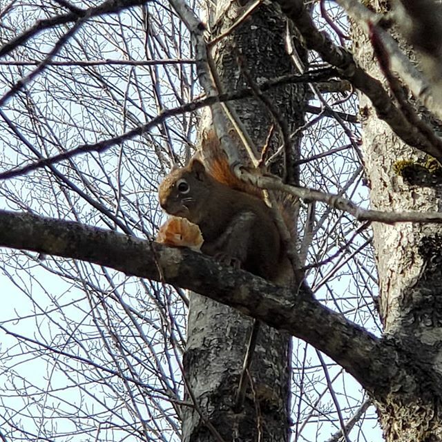 🐿 North American red squirrel ...polishing off a muffin wrapper. 
@fearlessbackpacker .
.
.
.
.
.
.
.
.
.
.
.
.
.
.
#nature #getoutside  #wildernessculture #getoutstayout #outdoors  #backpacking #explore #hiking #adventure #wilderness #hikingtrails #… ift.tt/2wvHFFc