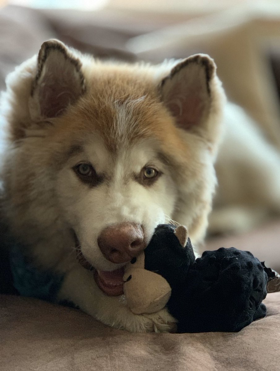 DaVinciValentno's tweet photo. Nummy nummy monkey π
On Instagram @
DaVinci.Valentino
#Malamutes #BigDogs #AlaskanMalamutes #NorthernBreed #PackLife
#AnimalLover #NorthernBreeds
#SnowBreed #SnowBreeds
#Floof #AlaskanMalamute
#Malamutes #HugeDogs #FluffyDogs #PuppyLove
#AlaskanMalamutePuppy #PuppyLove #puppy https://t.co/z2XYIvbF1u