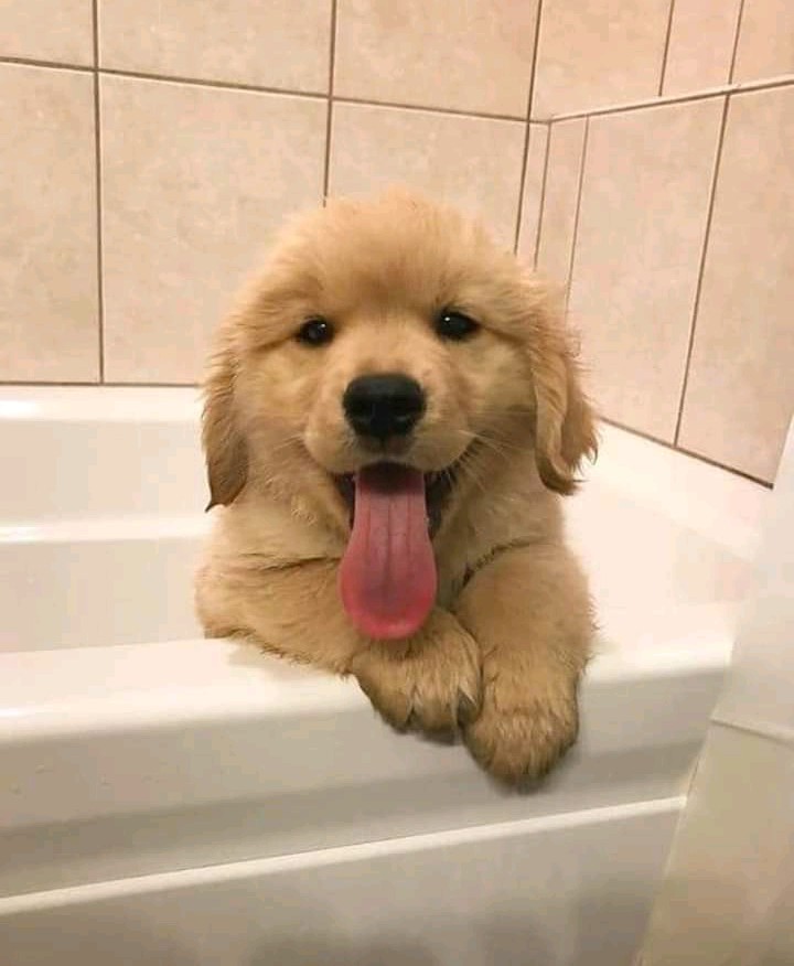 Are you happy now doggo?