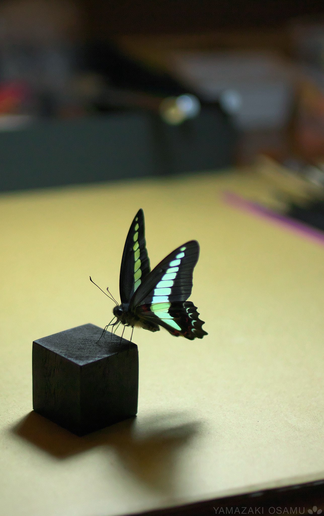 山﨑 理 Yamazaki Osamu ピンを使わない蝶の標本を作っています 生きているような姿を目指してます 立体展翅 Butterflyspecimen T Co Yzjq1yorhg Twitter