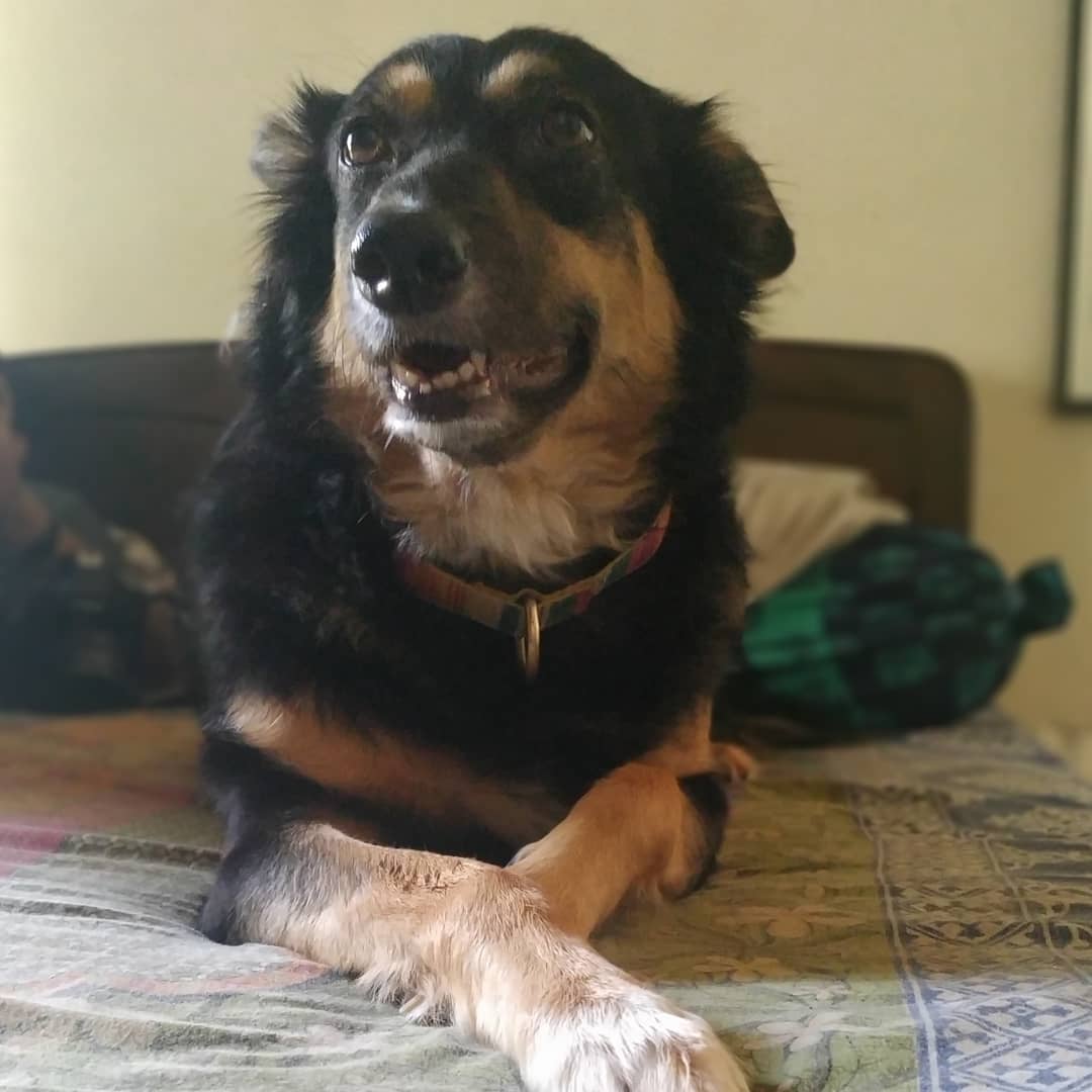 sohinimaitra's tweet photo. Janta curfew update --- My doggos are smiles galore as humans are home....
#meredoanmolratan #dogsofworld #dogsoftwitter #desidogs #ole #thimpoo #crazydogladywrites #mumbailockdown #jantacurfew https://t.co/CJP08BWEmG