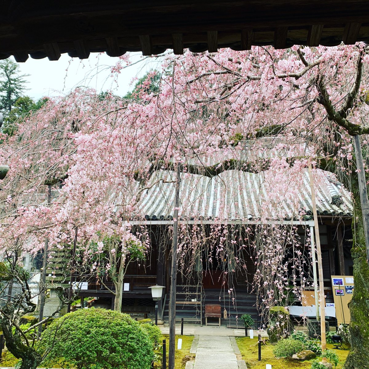 O Matsuno 二上山に登る前に専称寺の枝垂れ桜 尋源桜 を観に行きました まだ３分咲くらいで もう少しで満開です 枝垂れ桜 二上山 専称寺 Wheepingcherry 奈良 尋源桜 Nara