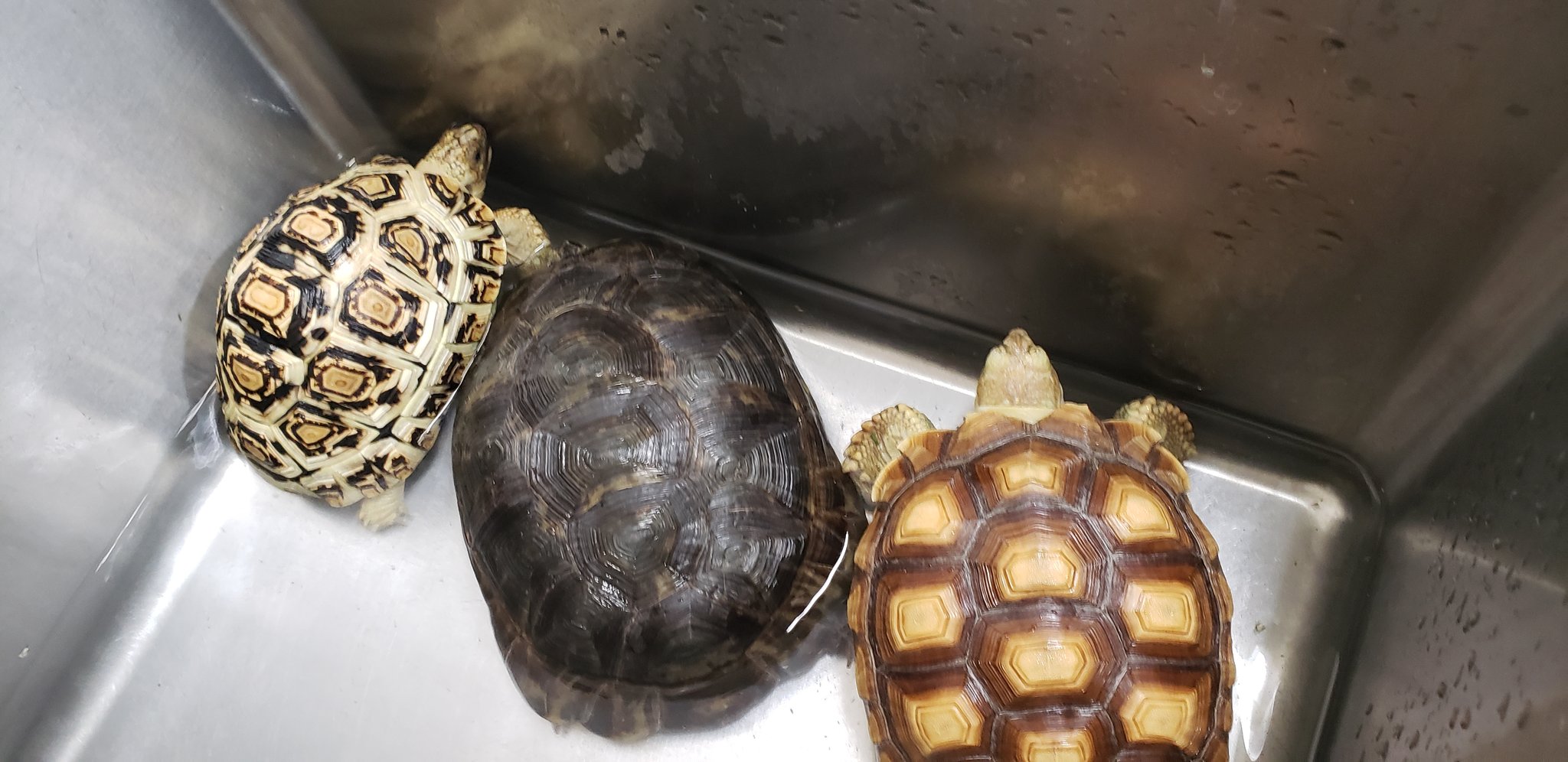 ペットランドスマイルズ 久里浜店 みんなでお風呂タイム リクガメ ケーヨーデイツー久里浜店