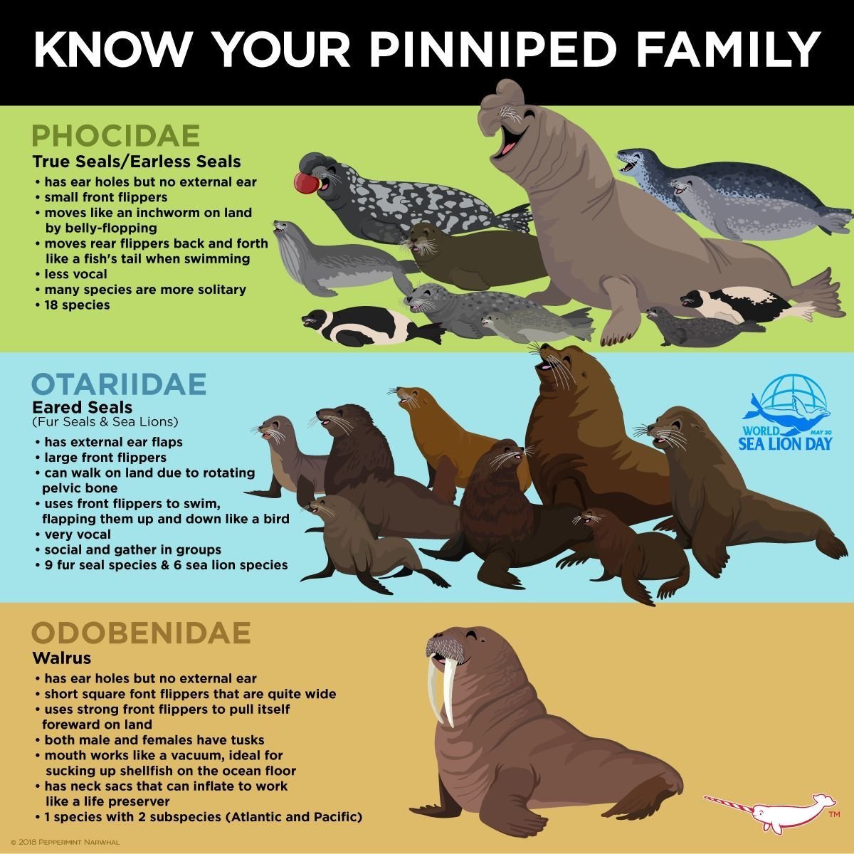 Dr James Rule on Twitter: "There are three families of pinnipeds: true