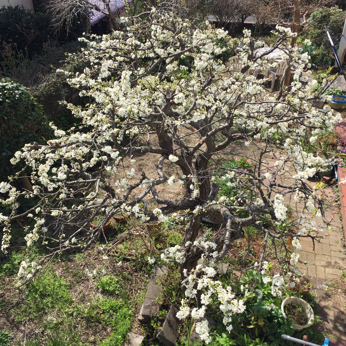 Masashi ソルダムの花 Japanese Plum Prunus Salicina ソルダム 花 白い花 春の花 花が好き 春 3月 晴れ 日差し ソルダムの花 Blossom Blute Fleur Flora Japaneseplum Prunussalicina Spring Fruhling Whiteblossom Springblossom