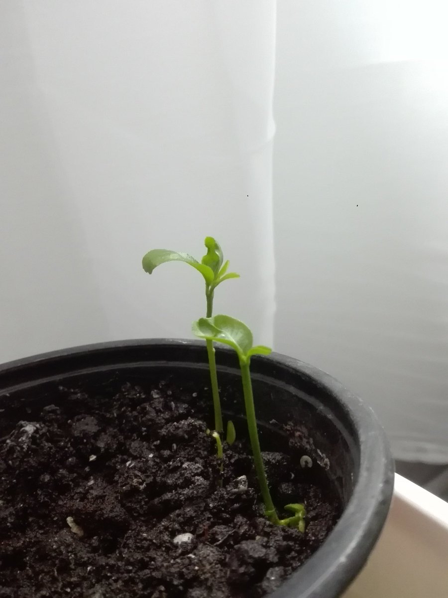 bk_l08's tweet photo. lemon seedlings 🍋🌱
it's so interesting to watch their growth
#seedling #growyourown #lemon #lemonseed #plant #indoorplant #urbanjungle #gardening #plantcheck #myhappiness #sprout #plantbaby #lemonbaby #growing #growth #lemontree #patience https://t.co/Qp6snW8E93