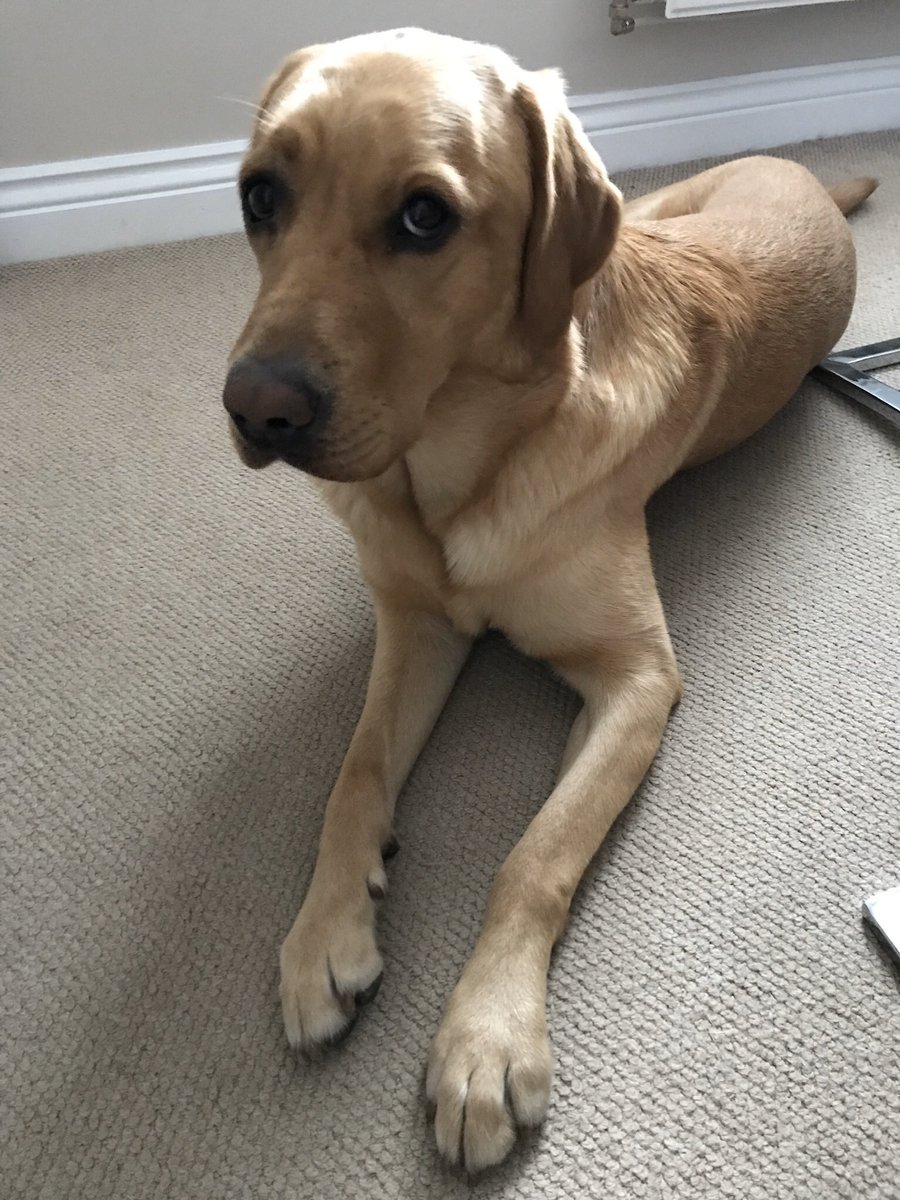 arlothelabrador's tweet photo. I don’t let #humum out of sight I’m her rock in a hard place @CarterLabrador &amp; me have #UnconditionalLove &amp; all the #socialcontact or #family needs to get through #CoronavirusPandemic #StayHomeSaveLives #staystrong #staysafe https://t.co/65ZqlTwb6w