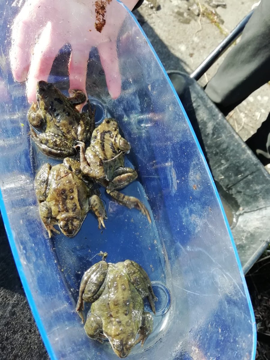 CedarbankSchool's tweet photo. We have now counted 8 frogs in our little pond!!!! These two pupils are the schoolβs frogateers and keep everyone updated on everything frog related. #outdoorlearning #natureisaclassroom #DYW #frogs https://t.co/4MDNEaLm7N