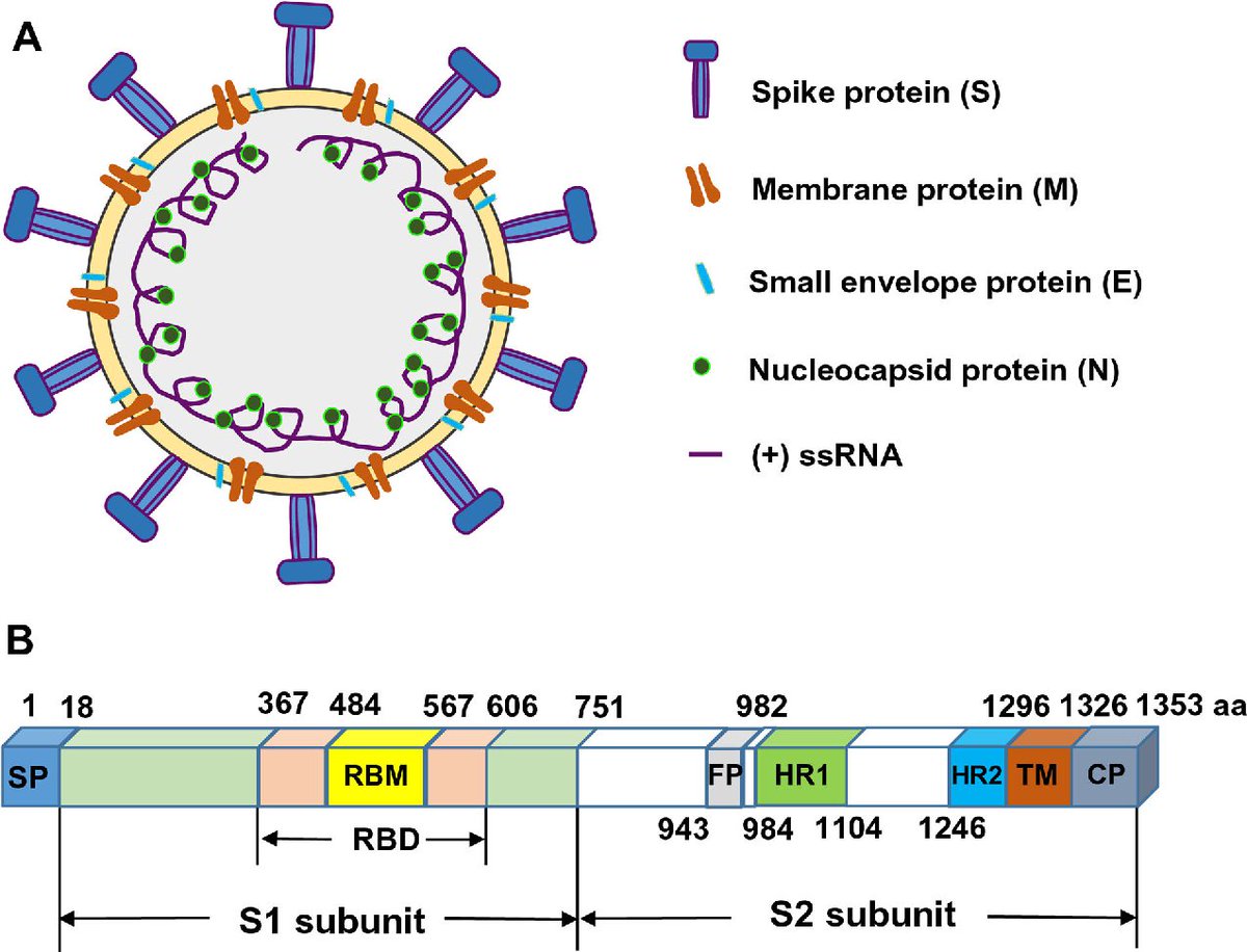 5/21So how do we know that evolved and not crafted in a petri dish? Let's understand its anatomy first:A coronavirus is a single strand of RNA encapsulated inside a lipid casing lined with protein. This casing is covered in spikes made of a special kind of protein.