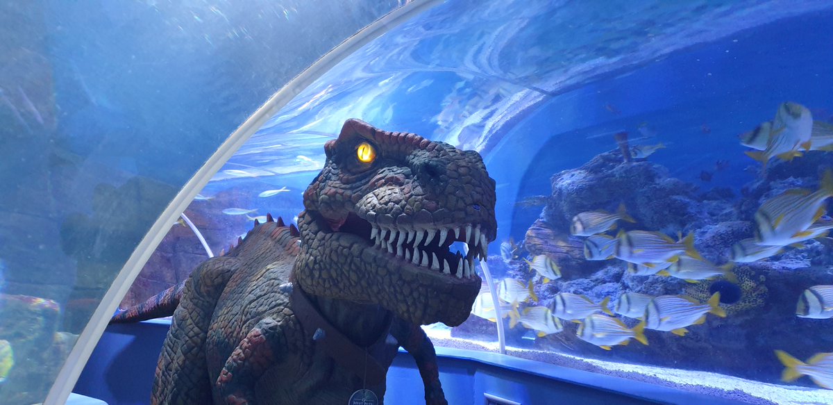 Tynemouth Aquarium tweet media