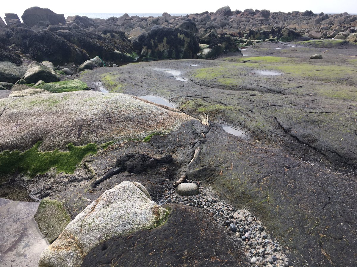 Tiernan Henry (@tiernanhenry) on Twitter photo #BEESphoto @BPSNUIGalway <a href="/EOS_NUIG/">Earth & Ocean Sciences</a> <a href="/iCRAGcentre/">iCRAG Centre</a> <a href="/TeagascACP/">Teagasc Ag Catchments</a> Bog hydrology with a twist - bog is c.4500 years old & has been drowned by the sea. Bedrock is c.410 million year old Galway Granite. Tree stumps the remnant of the post glacial forest. Spiddal. #BEESphoto @BPSNUIGalway <a href="/EOS_NUIG/">Earth & Ocean Sciences</a> <a href="/iCRAGcentre/">iCRAG Centre</a> <a href="/TeagascACP/">Teagasc Ag Catchments</a> Bog hydrology with a twist - bog is c.4500 years old & has been drowned by the sea. Bedrock is c.410 million year old Galway Granite. Tree stumps the remnant of the post glacial forest. Spiddal.