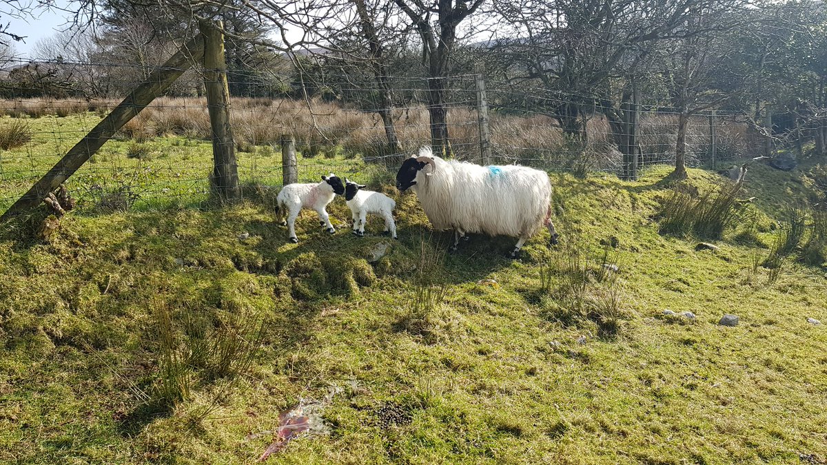First lambs of the year, 2 nice ewe ones.