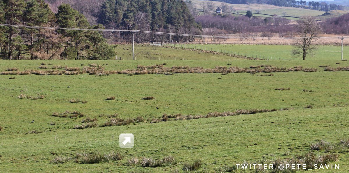 pete_savin's tweet photo. Only the slightest of earthworks marks the #Stanegate as it passes under the road to the #RomanArmyMuseum at Magnis Fort #RomanRoads https://t.co/0FFvaTTD9h