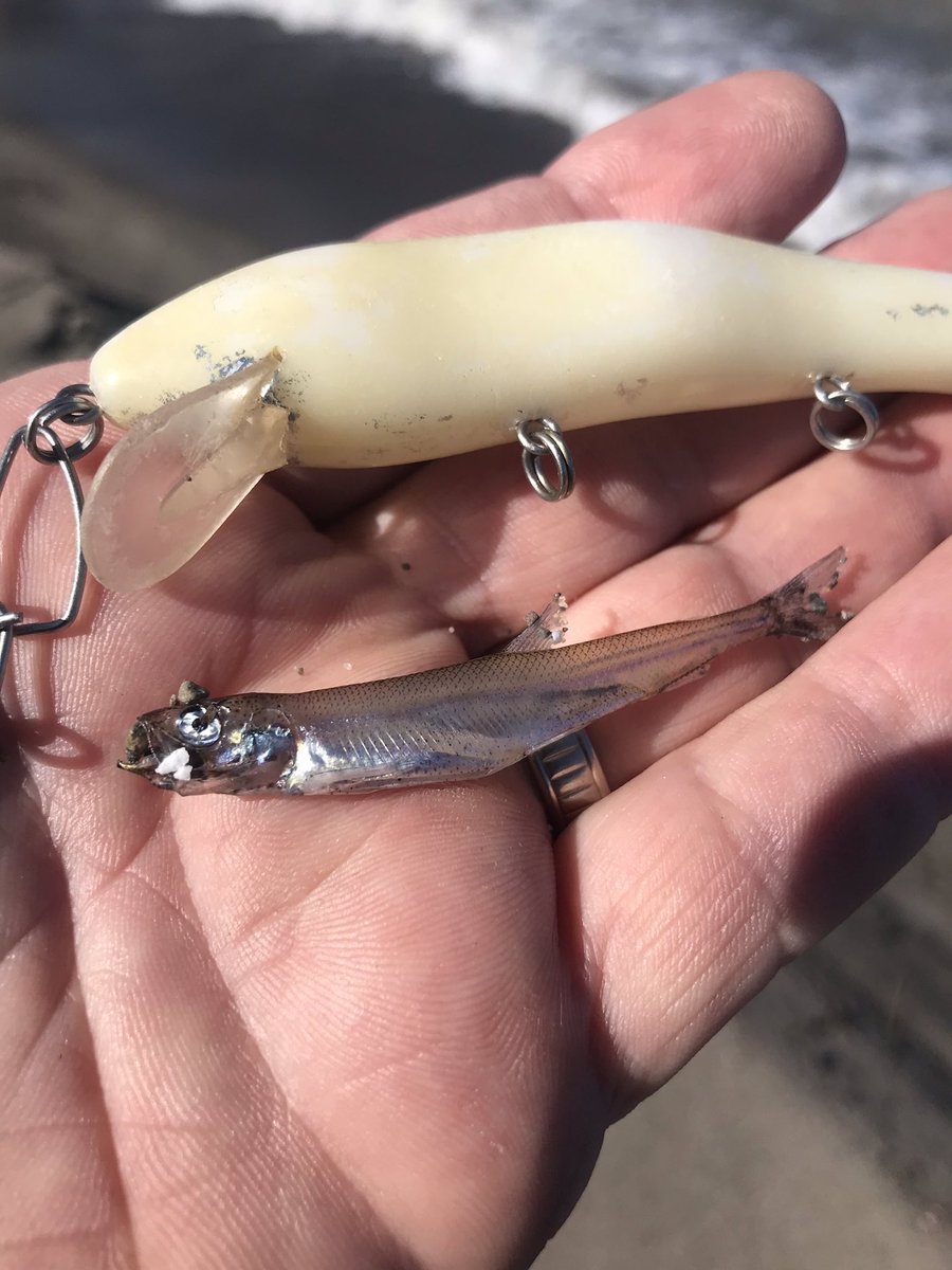 Rebel_Charters's tweet image. Morning shoreline search mission turned up Zero gobies/alewife/ crayfish ETC.  But a couple yearling smelt and a Cotton Cordel’s Ripplin’ Red fin........ which I added to my 1990’s collection.  Might have to re-autograph this one again