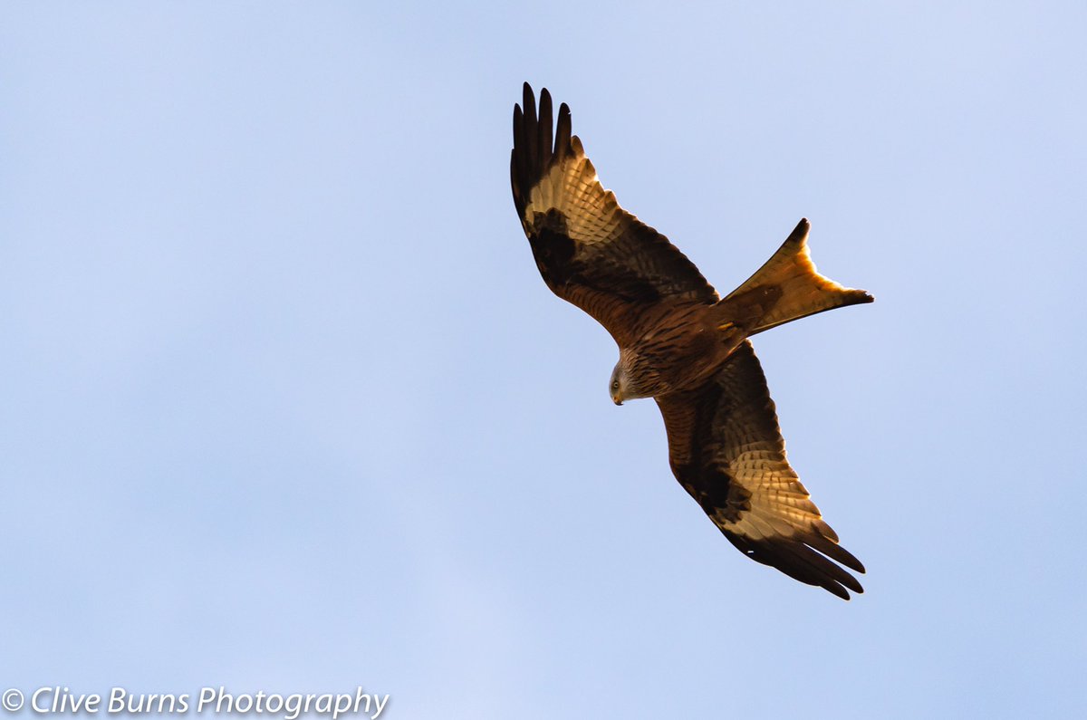 CliveBurns5's tweet photo. Rubbish sky and light and in all likelihood a rubbish image of a beautiful #RedKite taken whilst sitting in the garden this morning contemplating what self isolating for months is going to really mean.... #birds #_BTO #Natures_Voice #RSPB #RSPBScotland #BBCSpringwatch #NatureUK https://t.co/5sSUrXFsRc