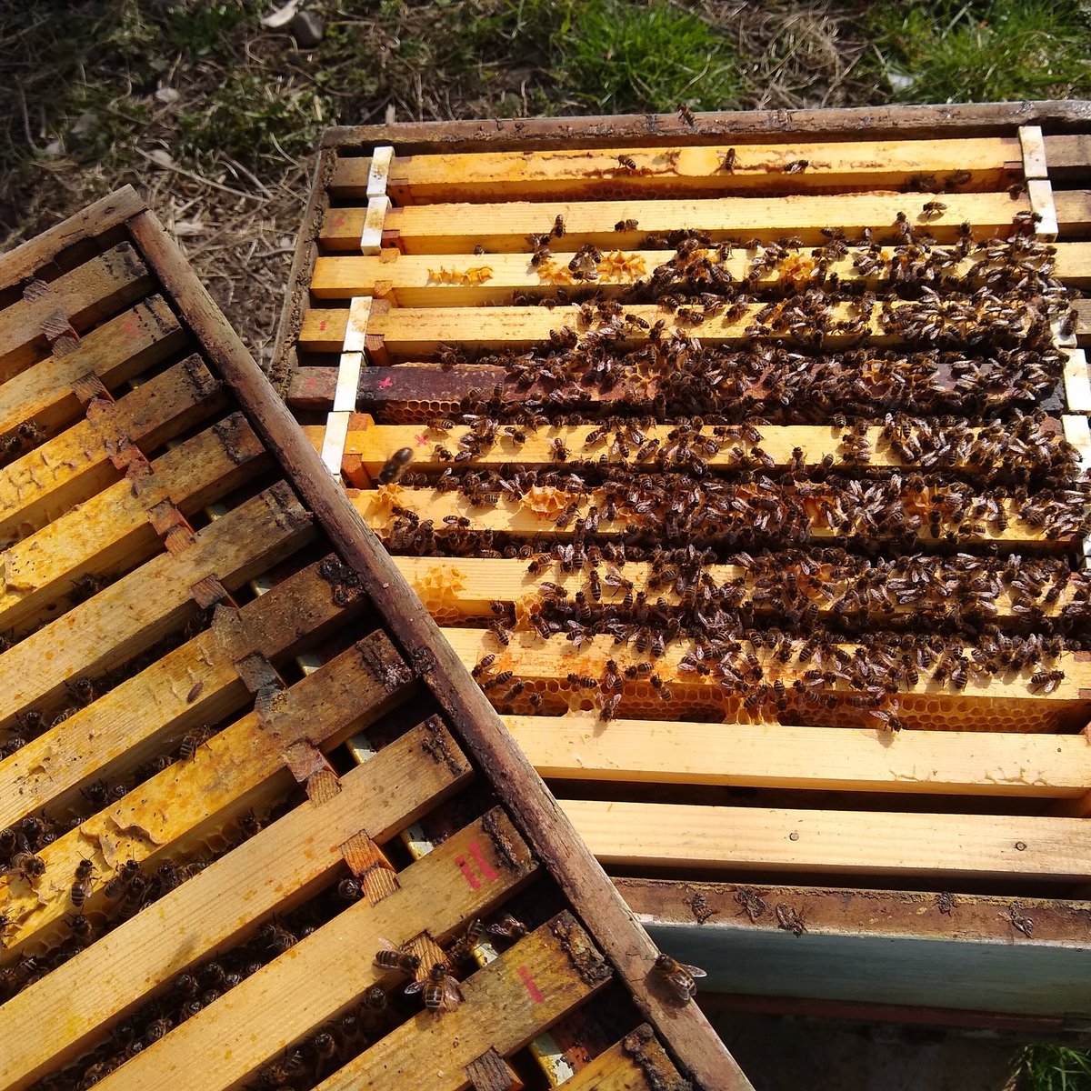 Beekeeping Season 2020 is.... Open! As long as the late spring weather plays nice. Very quick check inside the hives and all 4 colonies are doing ok 😎🤞#beekeeper #beekeeping #beekeepinglife