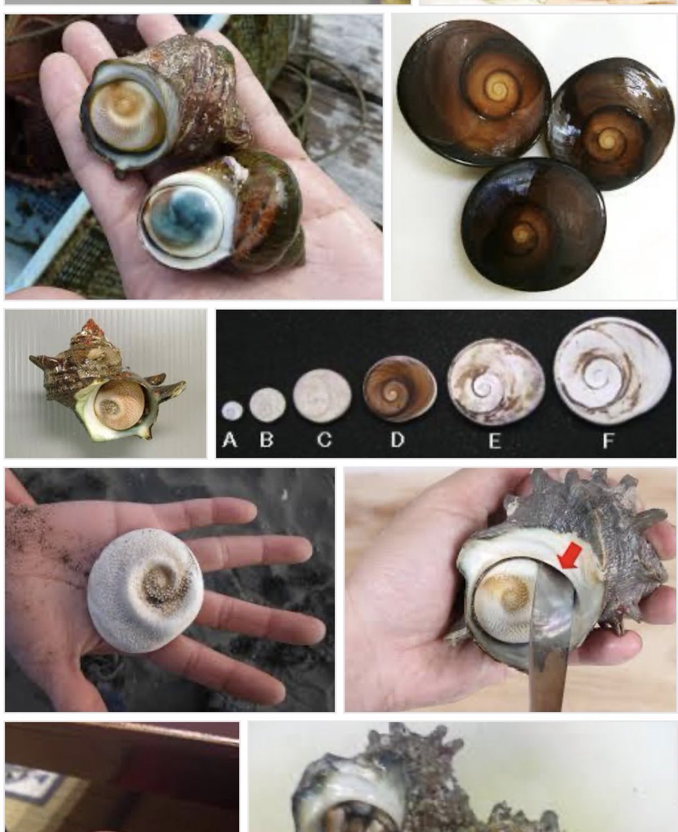 バロット 久しぶりにモアナを見てたら テ フィティの 心 ってやつサザエの蓋じゃね って思った バロット 久しぶりにモアナを見てたら テ フィティの 心 ってやつサザエの蓋じゃね って思った