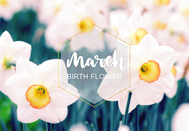 Harrys_Flowers's tweet photo. Interesting facts for you March babies. Do you associate the change of seasons and daffodils with this birthday month?

@ftdflowers 

https://t.co/8aODMEwCYb

#marchbirthdayflower #daffodil #victoriabc https://t.co/YeC2imhaBm
