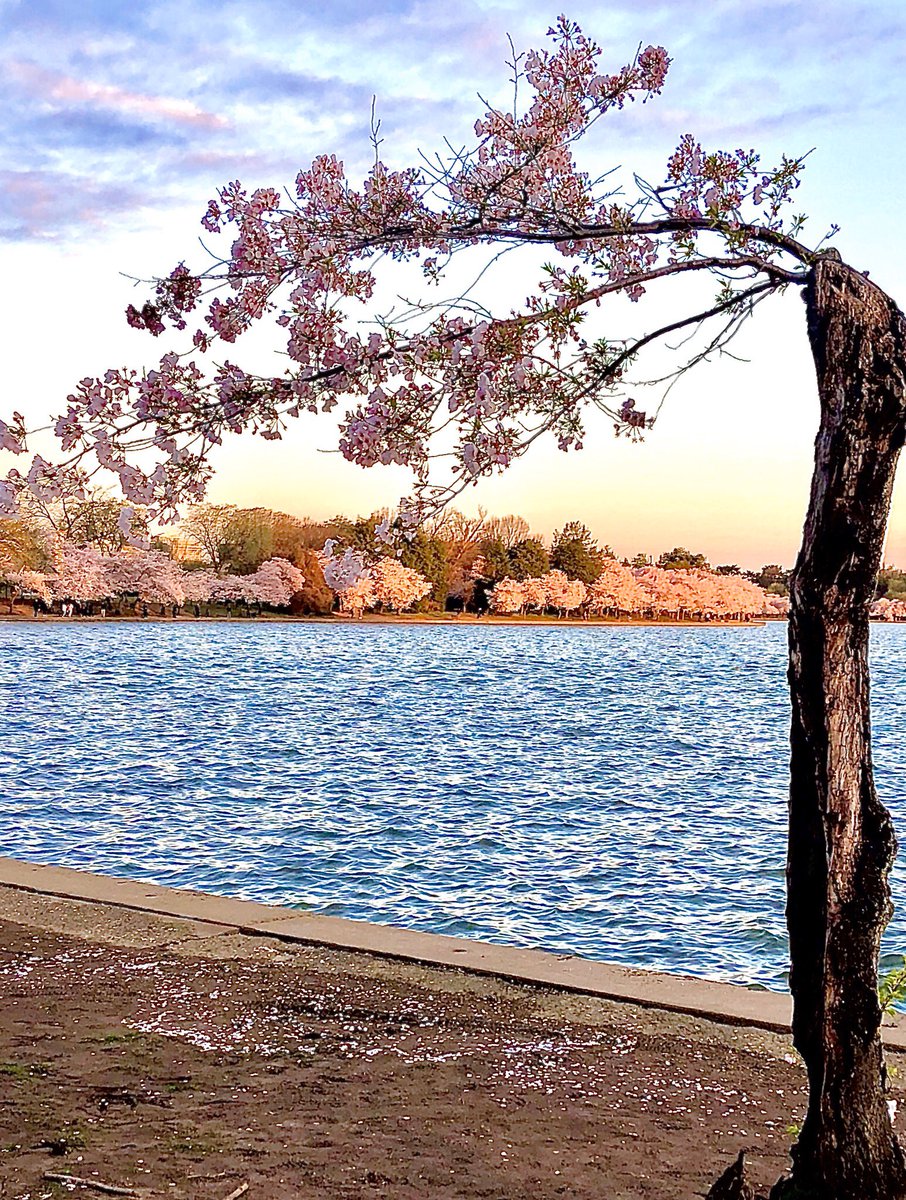 ErinByeByeBye's tweet photo. Here is Stumpy, aka the Charlie Brown Christmas tree of DC, just after sunrise #CherryBlossomDC #cherryblossoms #tidalbasin #stumpythetree https://t.co/5wdSgTd1bX