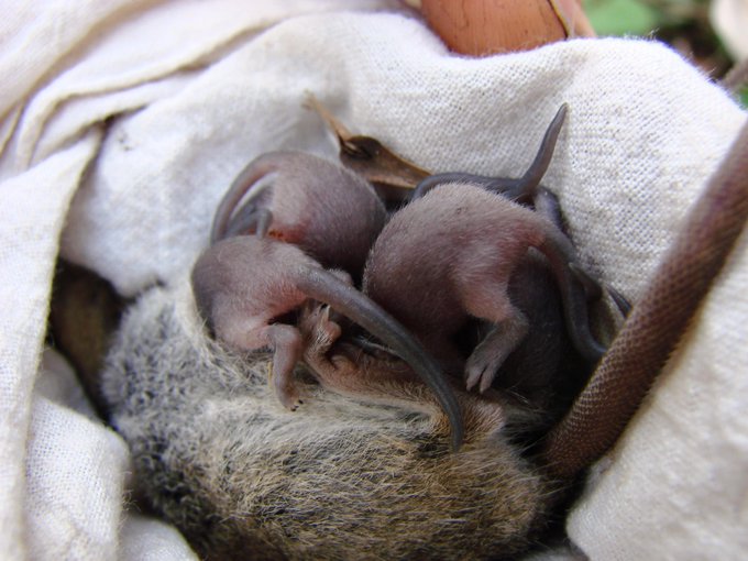 marsupial babies in pouch