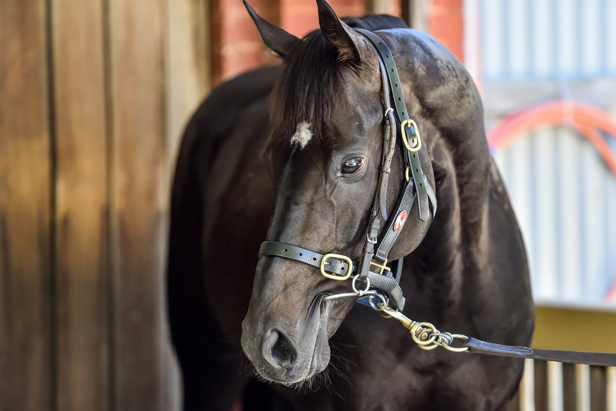 RacingVictoria's tweet image. RV Chief Executive, Giles Thompson, has tonight issued an update regarding the immediate future of Victorian racing in light of further developments in the national fight against the COVID-19 pandemic

racingvictoria.com.au/news/2020-03-2…