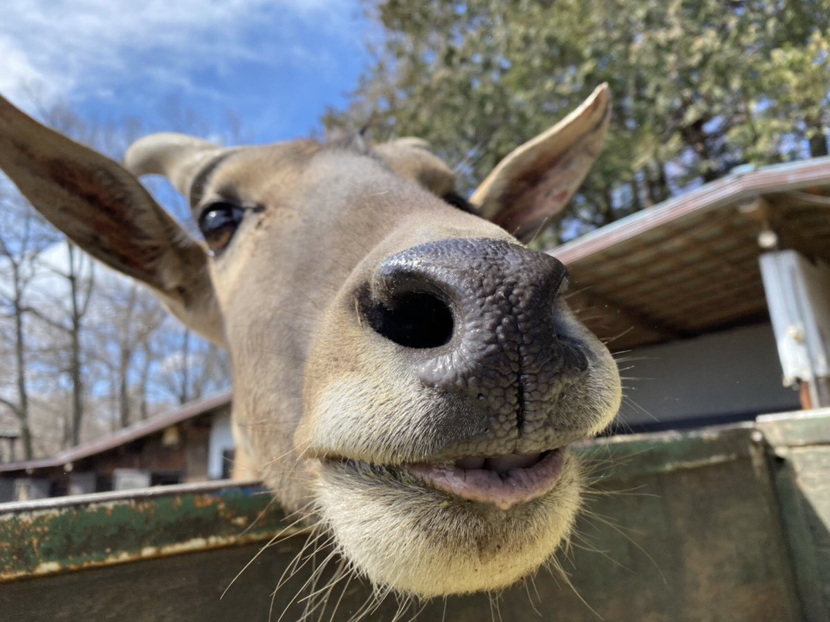 NASU_SAFARIPARK's tweet photo. ねぇ〜見て見て笑顔出来てる？？

とっても可愛い笑顔出来てます💕

#エランド #Eland #ヤックルじゃないよ
#笑顔　#smill https://t.co/sfnuk6ui7a