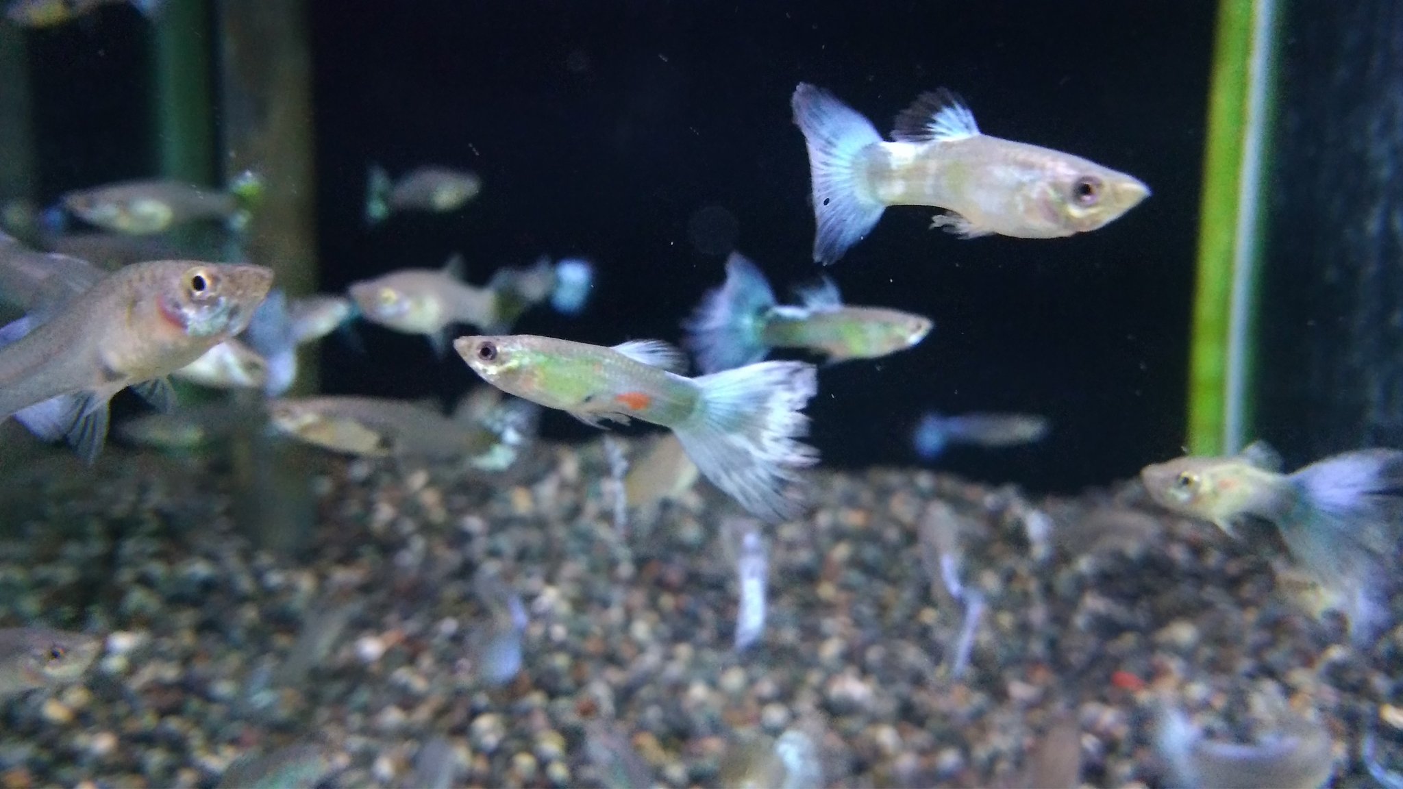 半田水園 岐阜店 シンガポール便熱帯魚入荷 ダイヤモンド ブラック ブルーモザイク フラミンゴなどグッピー各種やアルビノシルバーアロワナ 特価中 アベニーパファーやコリドラスゴッセイ コリドラスカウディマクラータス アピストなど